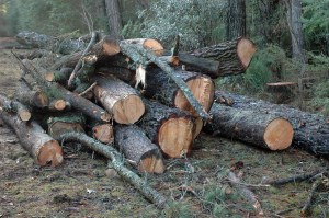 Pinus Muricata log piles