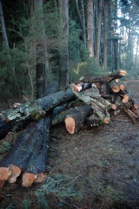 Pinus Muricata log piles