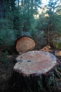 1 metre diameter felled tree